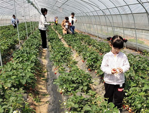 伊川縣鄉域觀光農業前景好