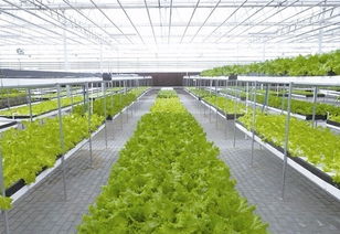 農(nóng)業(yè)創(chuàng)業(yè)者如何選擇合適的項(xiàng)目 要遵循哪些原則