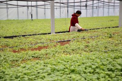 【鄉(xiāng)村振興】江蘇射陽鳳凰現代農業(yè)園:綠色田園舞翩躚