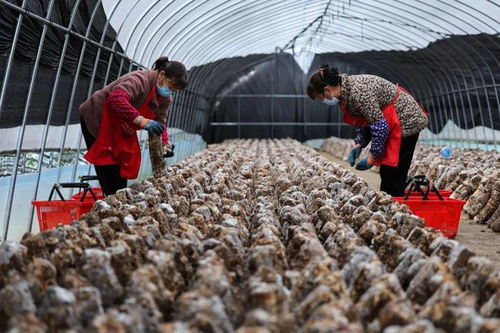 開(kāi)足馬力 產(chǎn)業(yè)賦能 譙 見(jiàn)未來(lái)