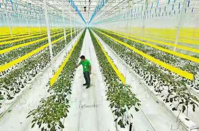 打造全國(guó)現(xiàn)代農(nóng)業(yè)發(fā)展樣板 四川這7地將獲支持