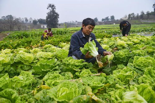 重慶農(nóng)科院 2023年科技成果發(fā)布會(huì) 見(jiàn)證農(nóng)業(yè)科技 重慶制造 發(fā)展成就