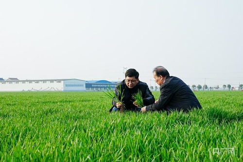 萬(wàn)象 耕 新丨科技書(shū)寫(xiě)春耕時(shí)間 河南孟州探索農(nóng)業(yè)新篇