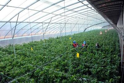 國(guó)網(wǎng)黃驊市供電公司:心系菜農(nóng)送服務(wù) 保障市民&ldquo;菜籃子&rdquo;