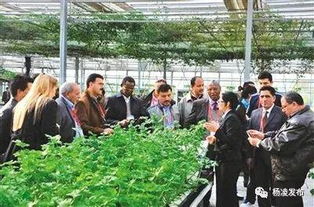 注意 接到這個(gè)電話不要掛,您已被選為 楊凌的代言人