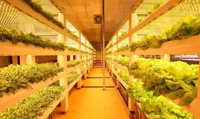 現代農業科技無土栽培模式有哪些?基質無土栽培、工廠化葉菜水培.