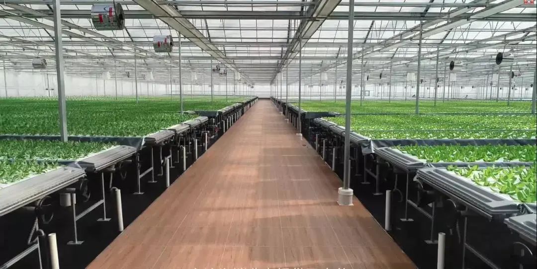 寶貝出村&mdash;&mdash;"城市之光"植物夢工廠高科技農業公益研學活動.